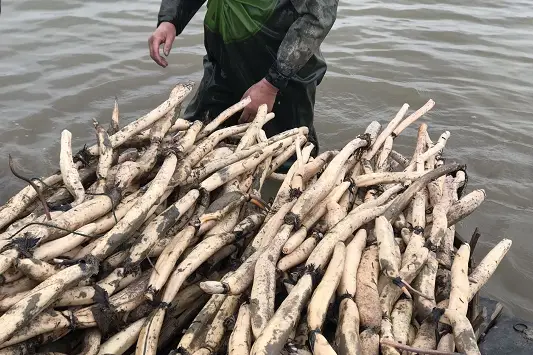 致富种植农村东西的句子_农村种植致富的东西_农村种植致富新项目