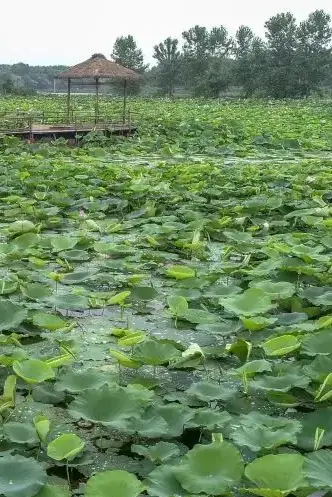 农村种植致富新项目_致富种植农村东西的句子_农村种植致富的东西