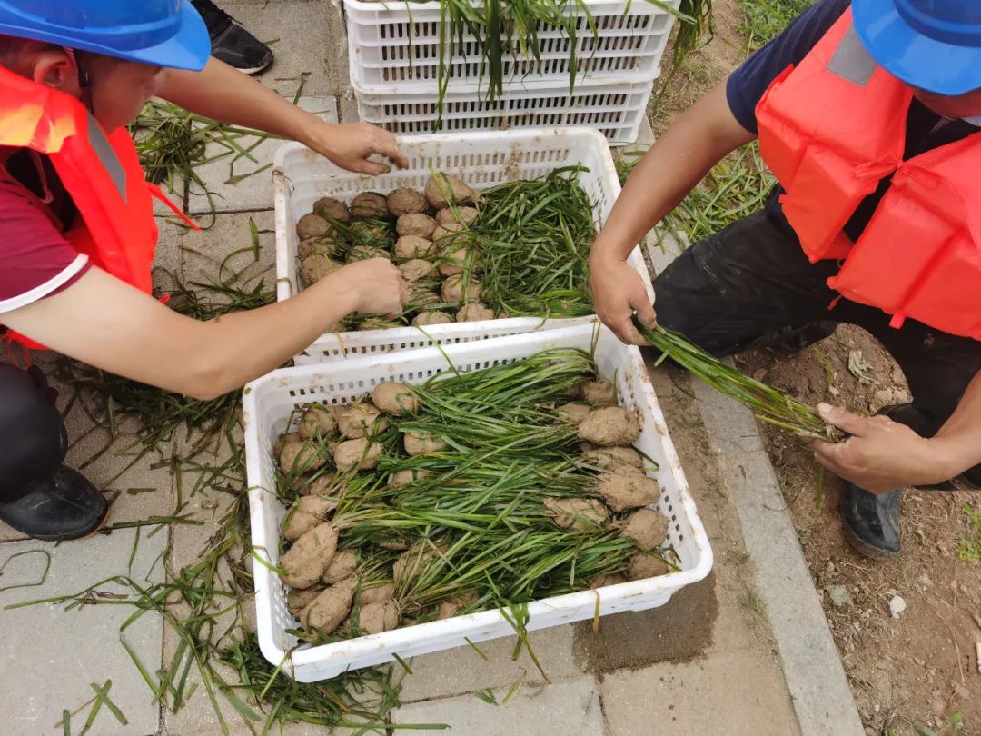 专业养虾的水草种植_养虾水草种植技术_虾水草