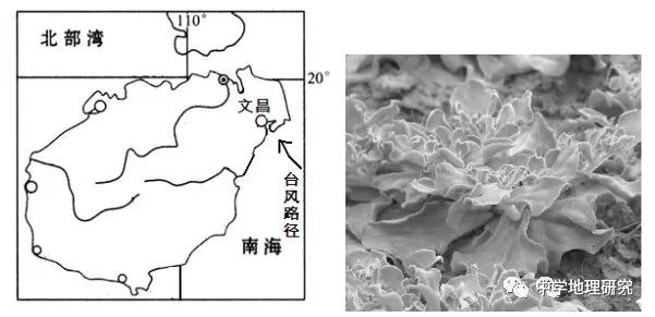 薄膜种植花生致富_花生覆膜种植_花生薄膜种植技术