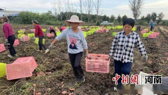 新野上庄乡：小红薯铺就乡村致富路