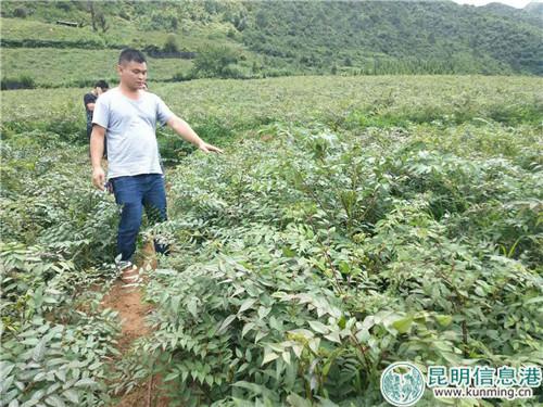 文山80后回乡养牛种植中草药开启致富路