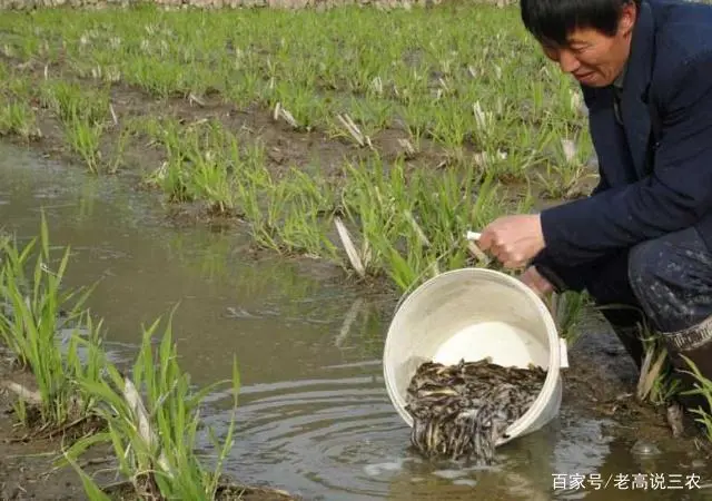 揭秘养殖黄鳝技术视频_养殖黄鳝的前景怎么样_黄鳝养殖技术揭秘