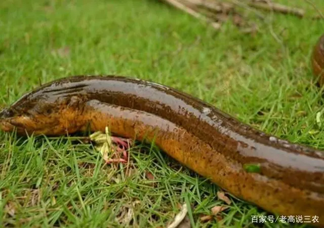 黄鳝养殖技术揭秘_揭秘养殖黄鳝技术视频_养殖黄鳝的前景怎么样