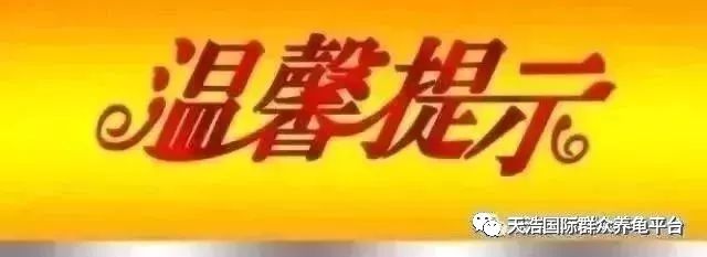 石金钱种龟养殖技术_石金钱龟养殖视频播放_养石金钱龟视频