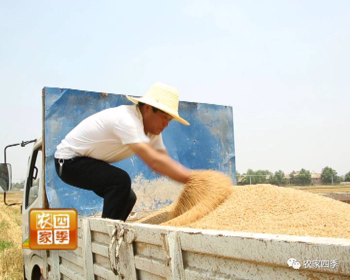 致富经靠种小麦_致富经麦子熟了_种麦致富经