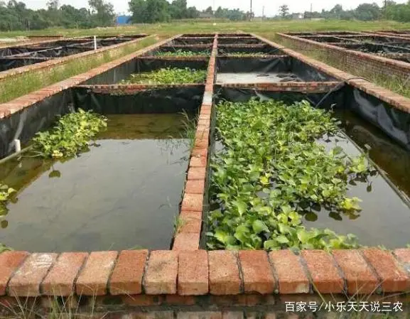 揭秘养殖黄鳝技术案例_养殖黄鳝的前景怎么样_黄鳝养殖技术揭秘