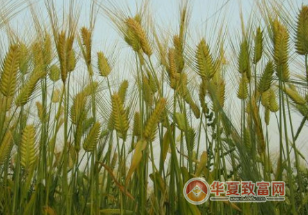 农村种植什么好？