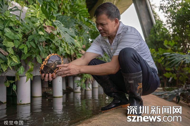 养龟致富经_致富经养乌龟_致富经养龟赚钱