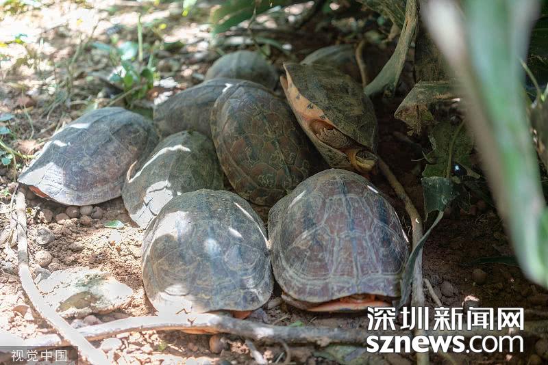 致富经养乌龟_致富经养龟赚钱_养龟致富经