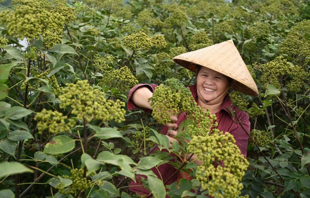 致富种植农村青蒿视频_种青蒿能挣钱吗_农村种植青蒿致富