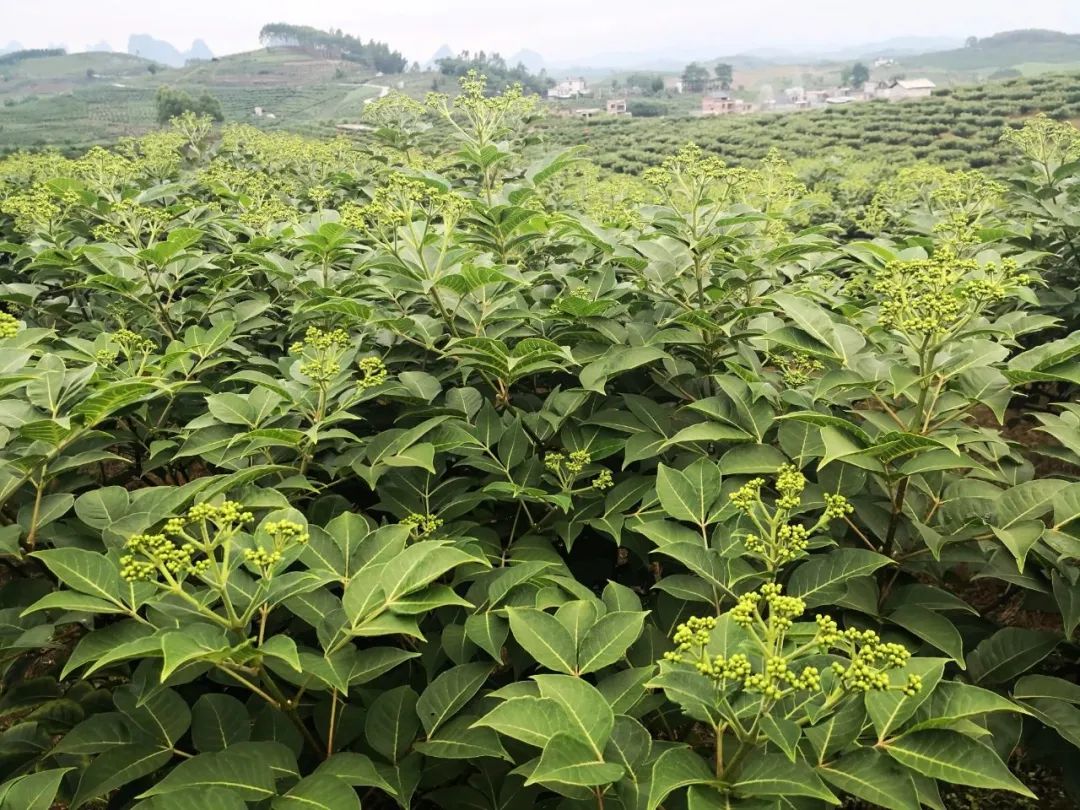 农村种植青蒿致富_致富种植农村青蒿视频_种青蒿能挣钱吗