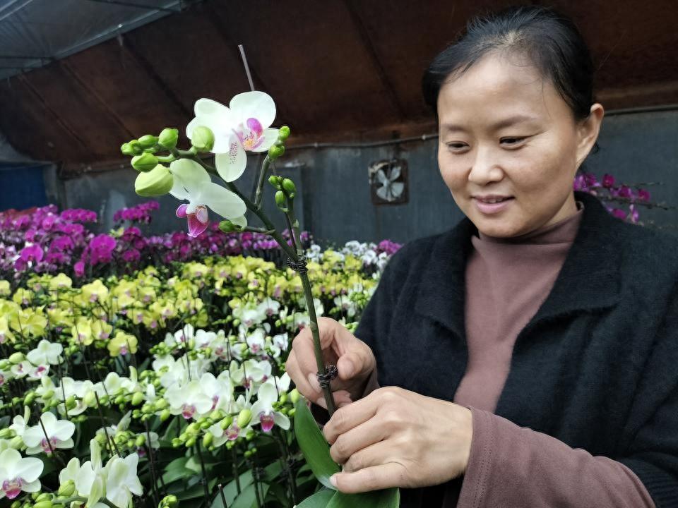 青岛种植致富_青岛种植什么农作物_山东青岛种植什么作物最多