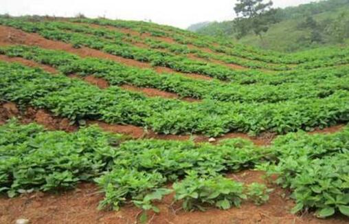 贫瘠山坡种药材,农民致富的好门路