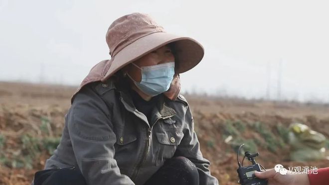 种植丹参的利润与成本_丹参种植致富_丹参种植经济效益