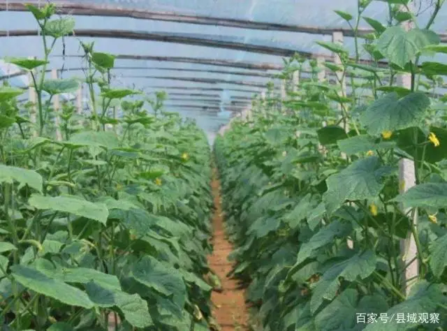 种植带动农民致富_农村种植致富案例_怎么带动全村种植致富