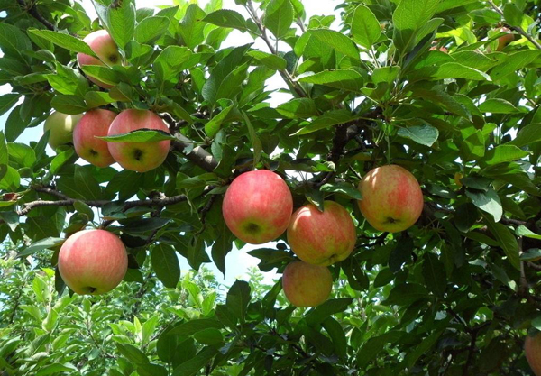 河北种植什么最赚钱？河北地区适合种植什么？