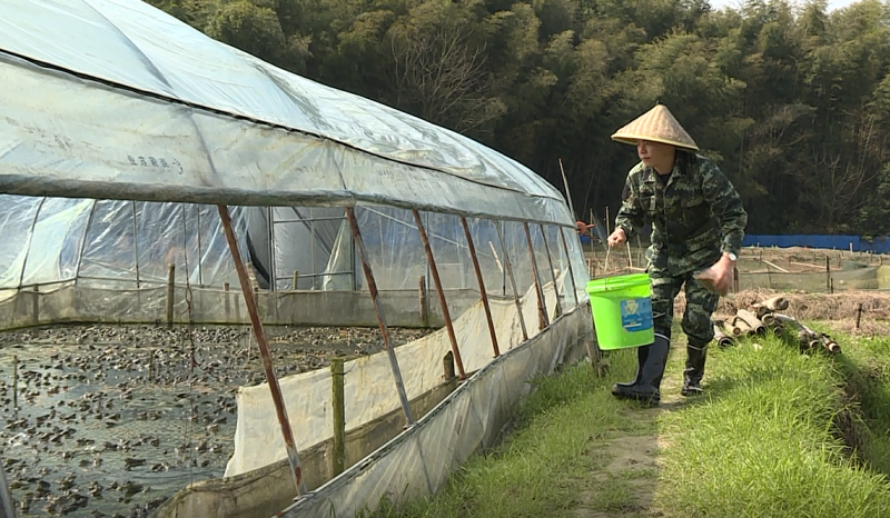 致富经牛蛙养殖技术视频_致富经牛蛙致富视频_牛蛙养殖致富事例