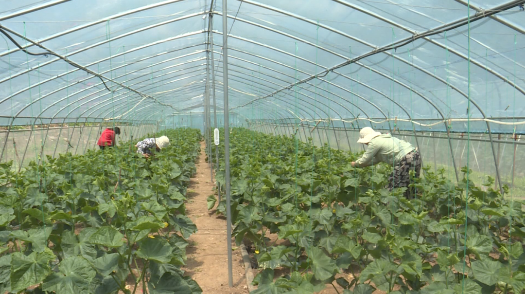 农村种植致富_致富种植什么比较赚大钱_特色种植致富新路线是什么