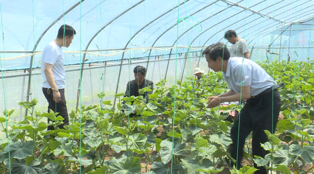 特色种植致富新路线是什么_致富种植什么比较赚大钱_农村种植致富