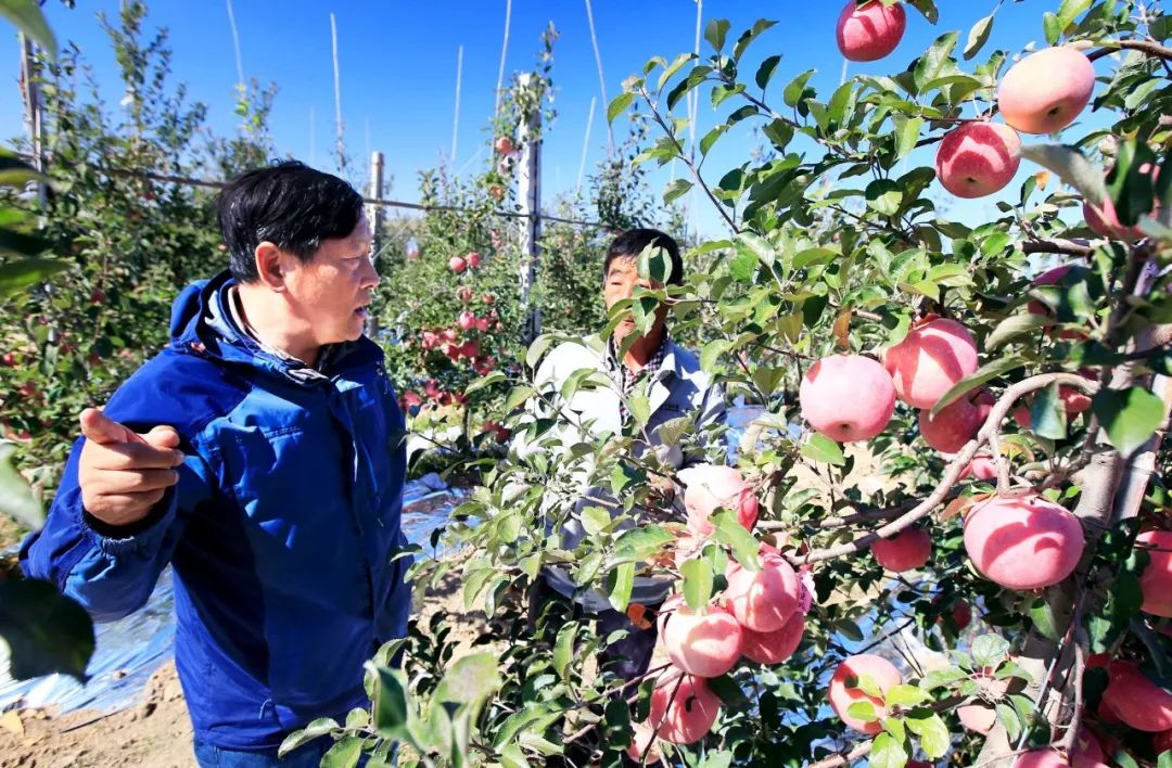 农村种植果树致富经_农村种植果树致富好项目_致富果树种植农村有补贴吗