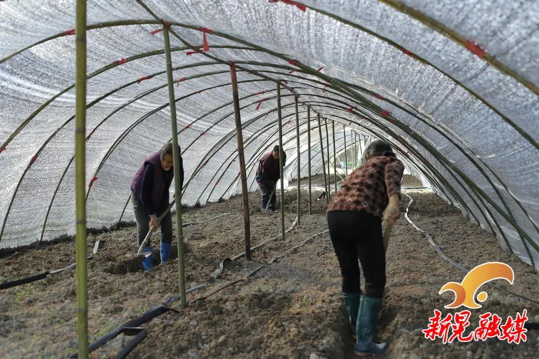 新致富项目种植_特色种植致富新路线是什么_农村致富新项目种植业