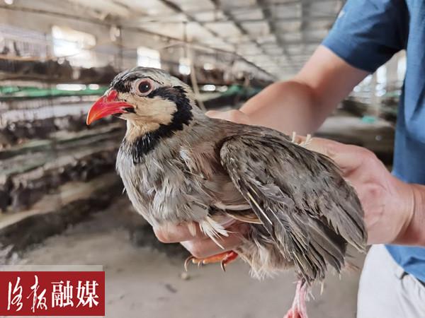 美国鹧鸪养殖视频致富经_美国鹧鸪养殖技术视频_美国鹧鸪养殖前景