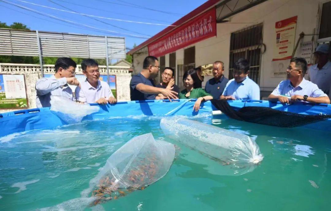 东营养殖锦鲤致富新闻事件_锦鲤养殖_东营锦鲤专卖