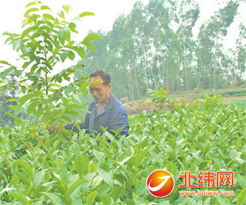 核桃种植收益怎么样_致富核桃种植技术视频_种植核桃致富