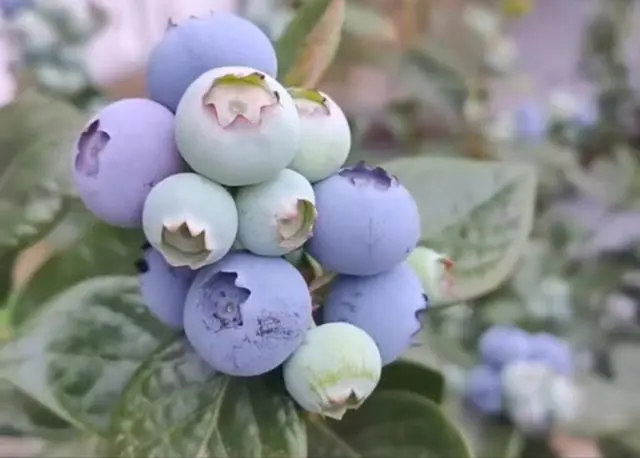 蓝莓果园养殖_蓝莓的养殖与管理技术_蓝莓养殖视频