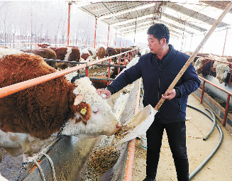 视频致富牛肉养殖播放大全_致富经牛肉养殖视频播放_视频致富牛肉养殖播放下载