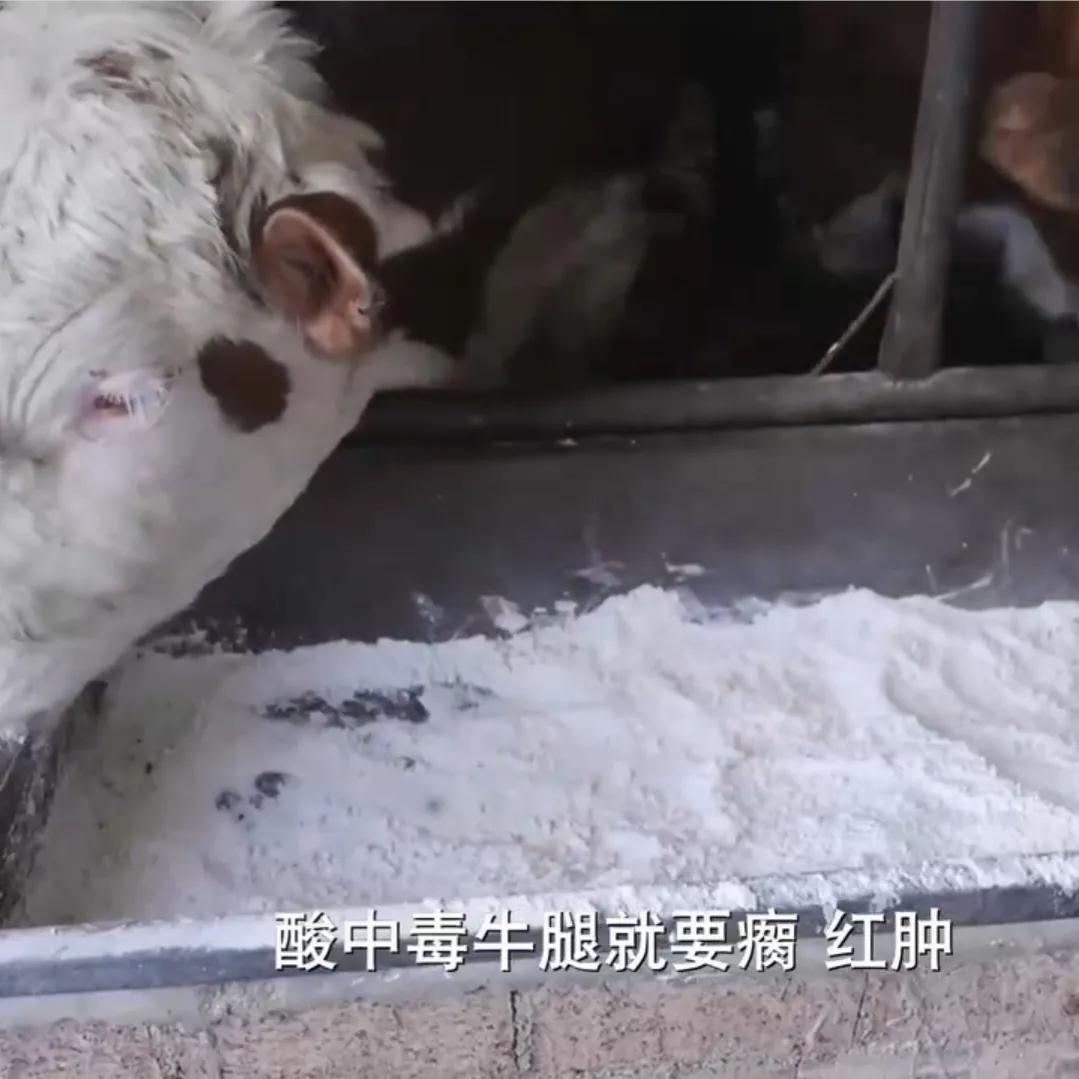 致富经牛肉养殖视频播放_视频致富牛肉养殖播放大全_视频致富牛肉养殖播放下载