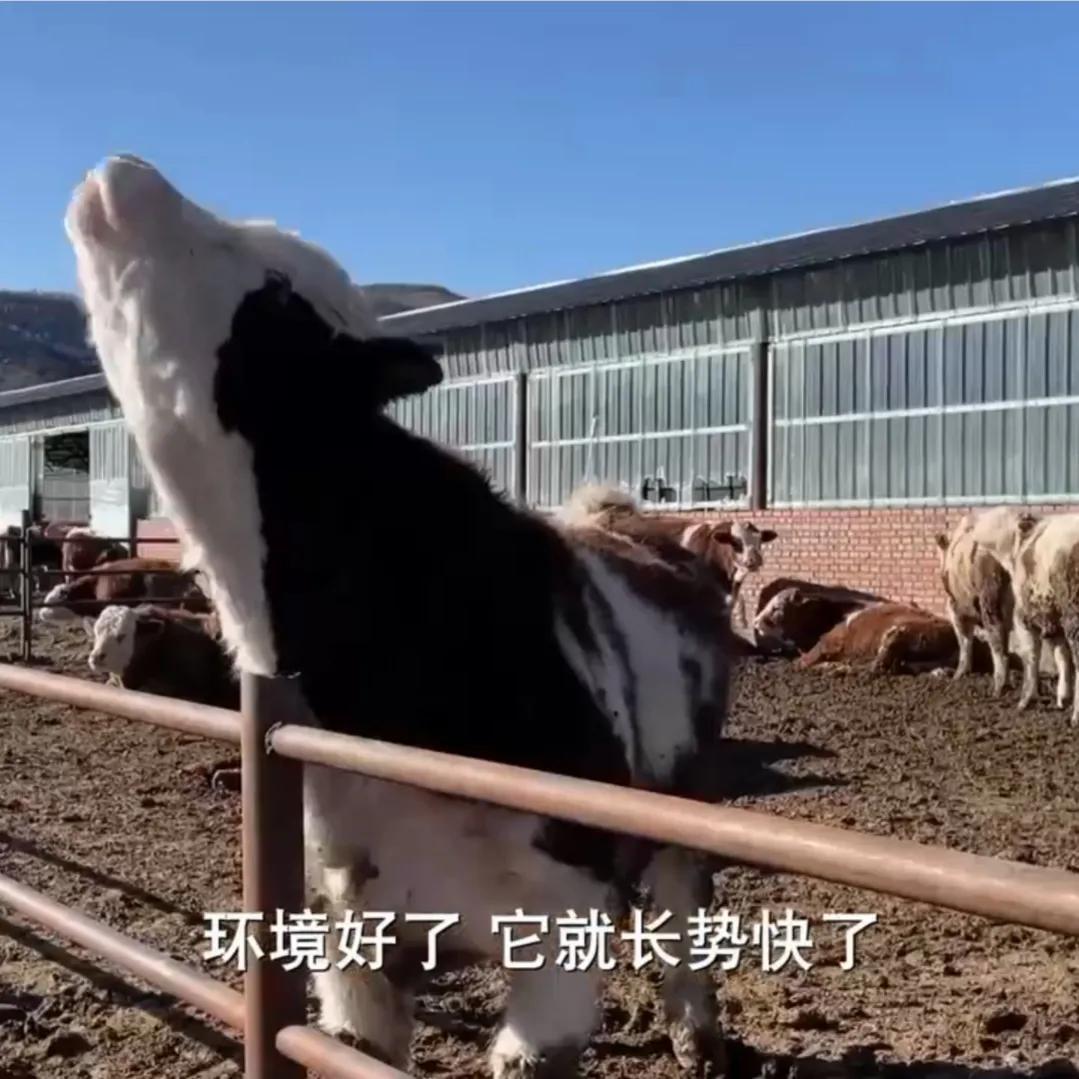 视频致富牛肉养殖播放大全_致富经牛肉养殖视频播放_视频致富牛肉养殖播放下载