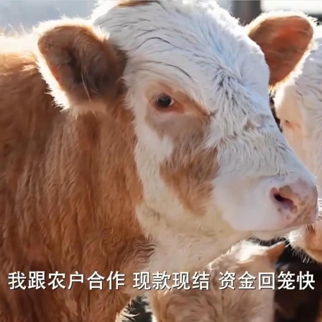 视频致富牛肉养殖播放下载_致富经牛肉养殖视频播放_视频致富牛肉养殖播放大全