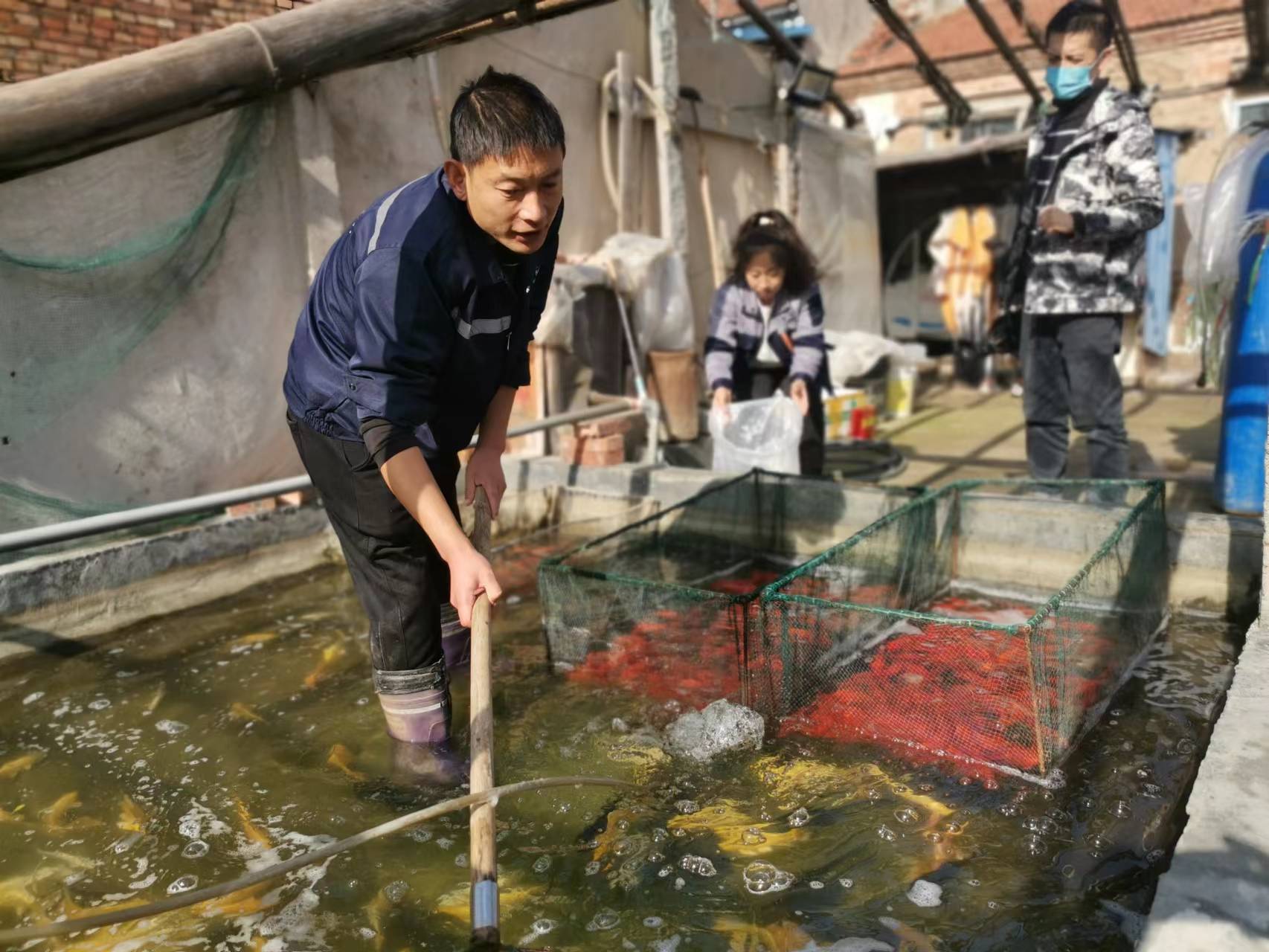 锦鲤池塘养殖_东营养殖锦鲤致富新闻事件_上海锦鲤养殖