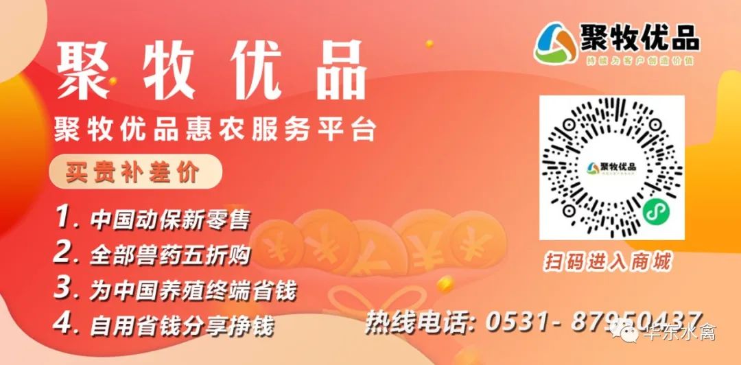 肉鸡放养公司+农户的模式_养殖放养肉鸡技术要求_放养肉鸡养殖技术