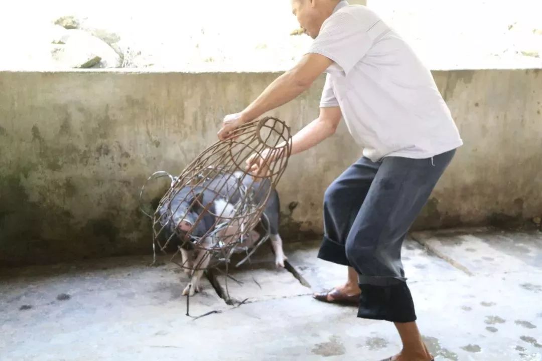 致富经猪脚_猪脚生意赚钱_五脚猪致富经