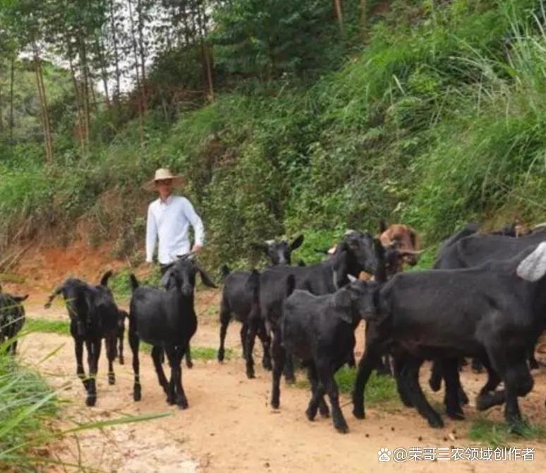 致富经肉牛养殖场的视频_致富经肉牛养殖_致富经牛肉养殖视频播放