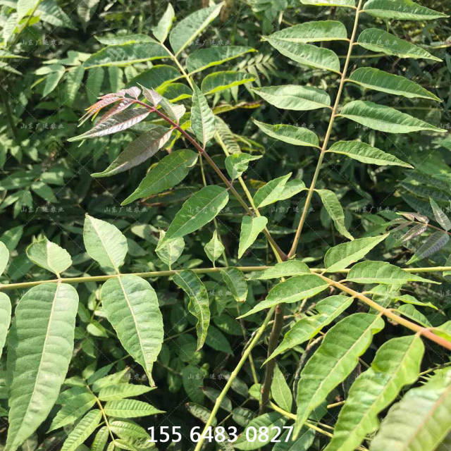 致富经大棚种植的农作物_大棚种植致富事迹_种植大棚带领村民致富