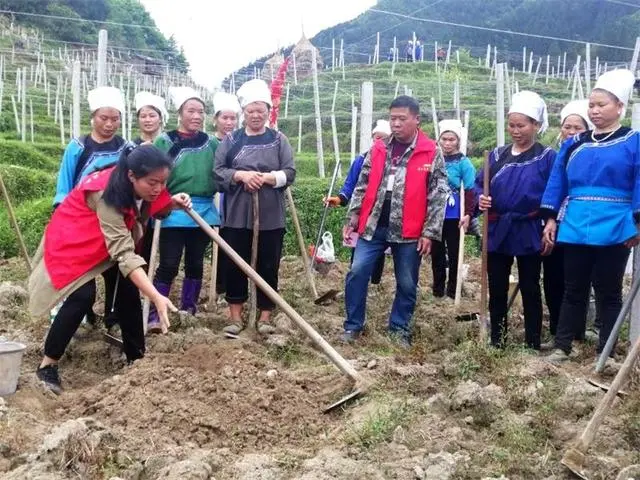 吊瓜栽培技术_吊瓜怎么种植_吊瓜养殖技术