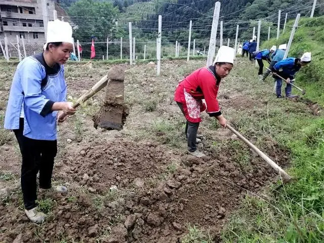 吊瓜养殖技术_吊瓜怎么种植_吊瓜栽培技术