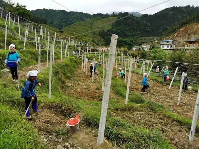 吊瓜养殖技术_吊瓜怎么种植_吊瓜栽培技术