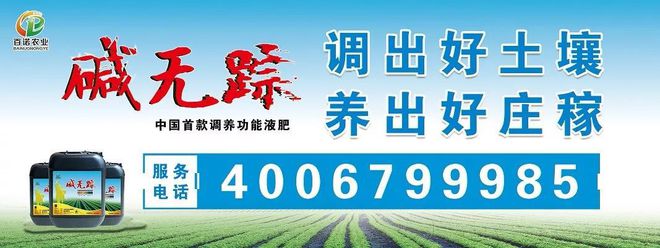 南疆脱贫致富道路——英吉沙县特色产业成农民增收脱贫新引擎，阿克苏地区工作队引进中草药种植技术助力农户增收致富