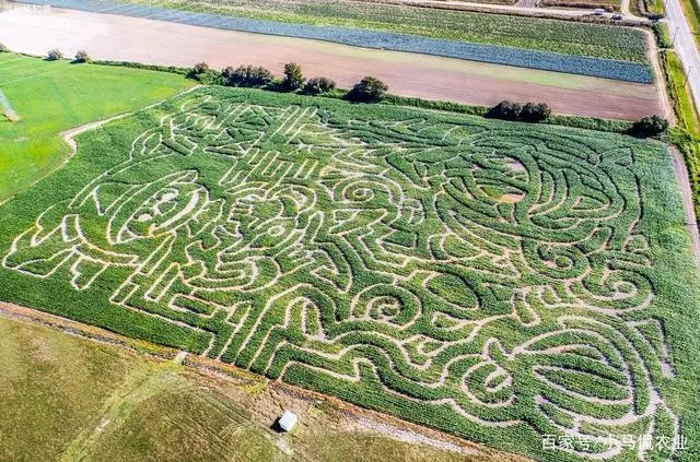 玉米地养鸡案例_种植玉米地养鸡视频请出来_致富经 玉米地养鸡