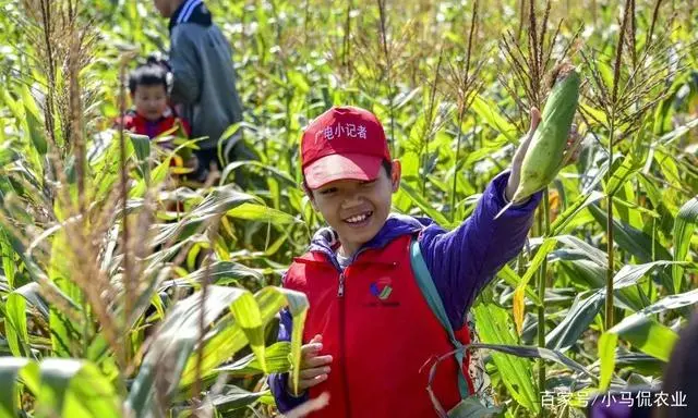 玉米地养鸡案例_种植玉米地养鸡视频请出来_致富经 玉米地养鸡