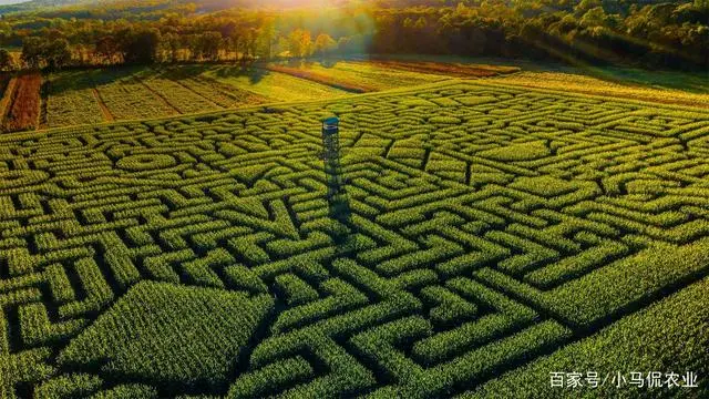 种植玉米地养鸡视频请出来_玉米地养鸡案例_致富经 玉米地养鸡