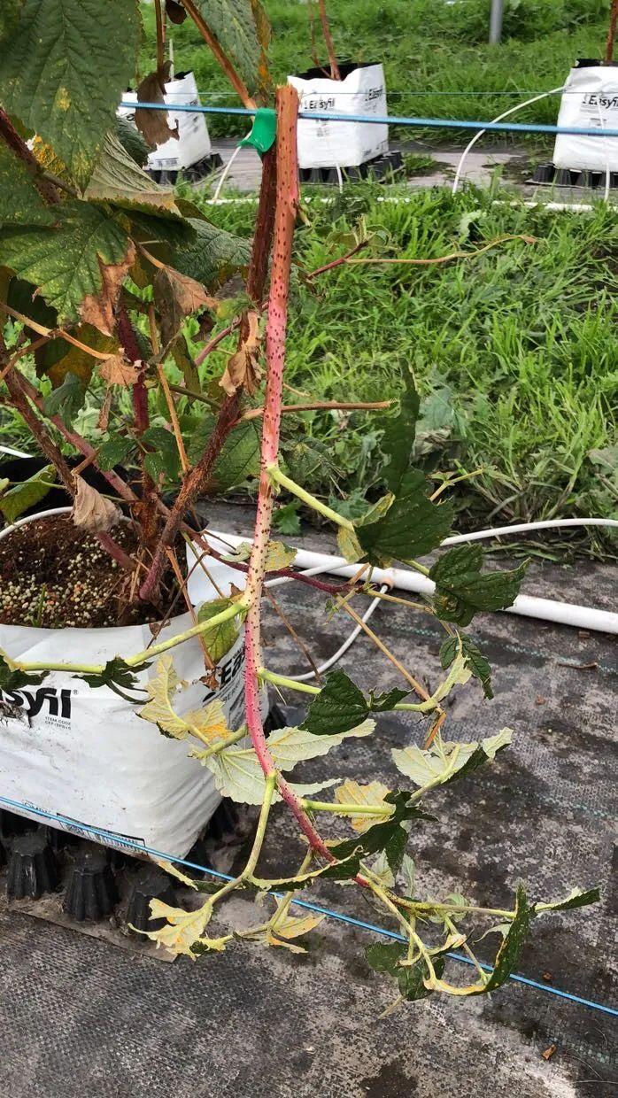 树莓树怎么种_树莓种植技术视频讲座_红树莓的种植技术