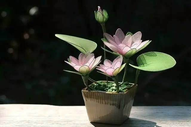 种植莲子如何种植技术_莲子种植方法图解视频_种植莲子技术视频