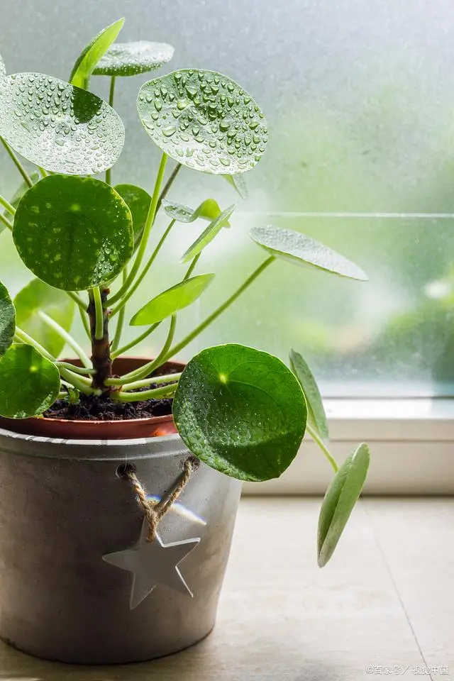 种植莲子如何种植技术_种植莲子技术视频_莲子种植方法图解视频