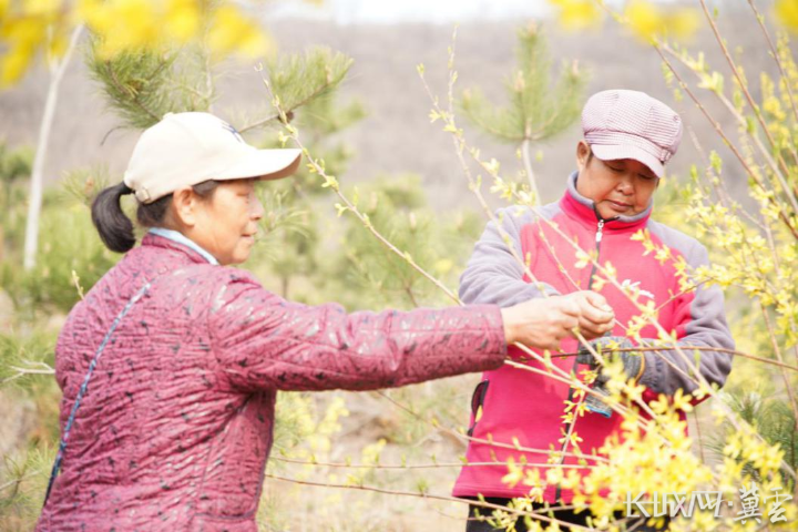 种植致富农业连翘项目有哪些_连翘种植合作社_农业种植致富项目连翘种植